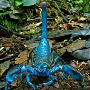 Meet your Posher, Ronnie